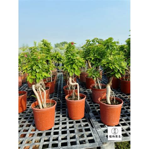 八房九重葛風水|【八房九重葛風水】八房九重葛毀運勢！植物風水禁忌。